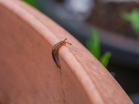 Urban garden with compost